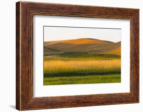 Sunset view of wheat field, Palouse, Washington State, USA-Keren Su-Framed Photographic Print