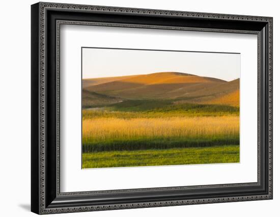 Sunset view of wheat field, Palouse, Washington State, USA-Keren Su-Framed Photographic Print