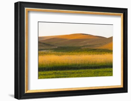 Sunset view of wheat field, Palouse, Washington State, USA-Keren Su-Framed Photographic Print