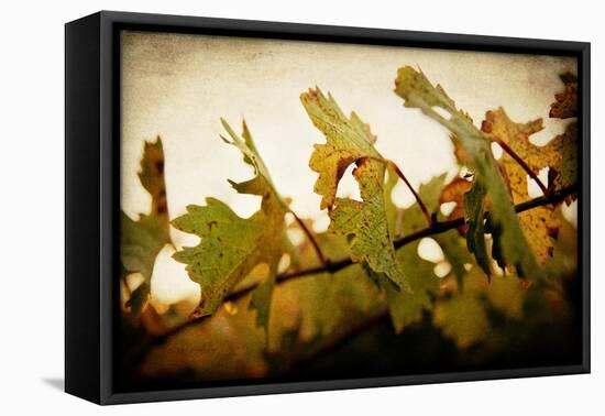 Sunset Vines-Jessica Rogers-Framed Premier Image Canvas