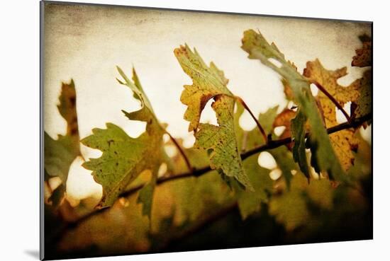 Sunset Vines-Jessica Rogers-Mounted Giclee Print