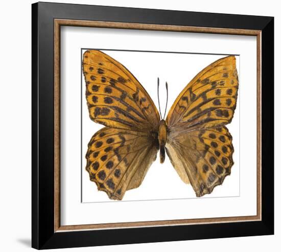 Sunset Wings-Assaf Frank-Framed Giclee Print