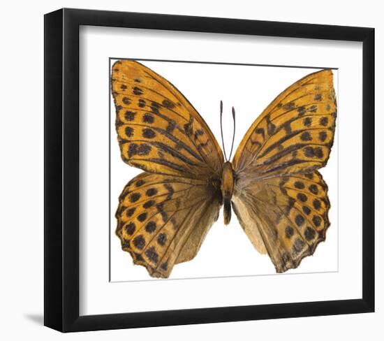 Sunset Wings-Assaf Frank-Framed Giclee Print