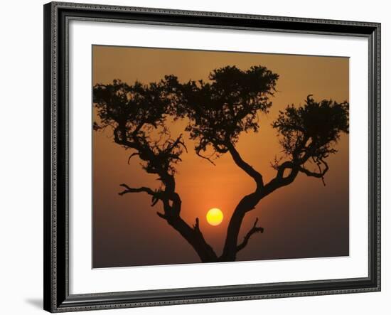 Sunset with an Acacia, Masai Mara National Reserve, Kenya, East Africa, Africa-James Hager-Framed Photographic Print