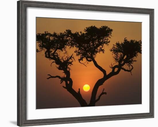 Sunset with an Acacia, Masai Mara National Reserve, Kenya, East Africa, Africa-James Hager-Framed Photographic Print