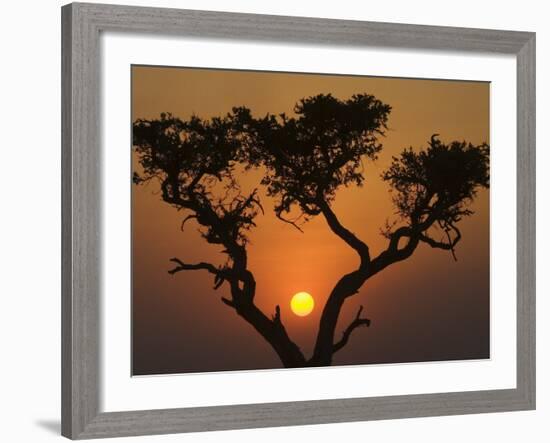 Sunset with an Acacia, Masai Mara National Reserve, Kenya, East Africa, Africa-James Hager-Framed Photographic Print