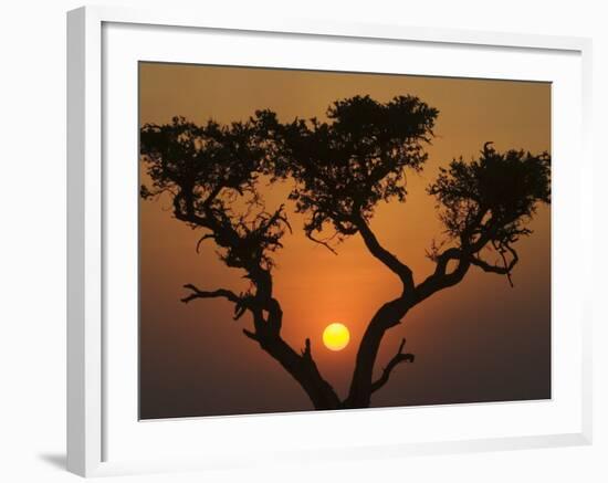 Sunset with an Acacia, Masai Mara National Reserve, Kenya, East Africa, Africa-James Hager-Framed Photographic Print