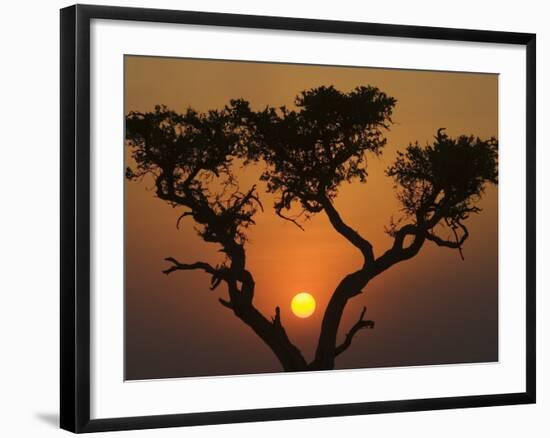 Sunset with an Acacia, Masai Mara National Reserve, Kenya, East Africa, Africa-James Hager-Framed Photographic Print