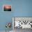 Sunset-Fernando Palma-Framed Premier Image Canvas displayed on a wall