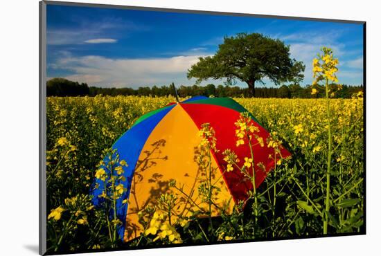 Sunshade, Brightly, Rest in the Colza Field at the Schleswig-Holstein County-Thomas Ebelt-Mounted Photographic Print