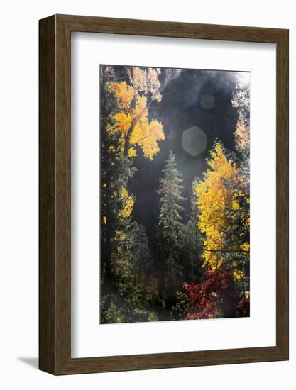 Sunshine on Autumn Day-Janet Muir-Framed Photographic Print