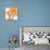 Sunshine Poppy III-Chris Paschke-Premium Giclee Print displayed on a wall