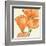 Sunshine Poppy III-Chris Paschke-Framed Art Print