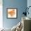 Sunshine Poppy IV-Chris Paschke-Framed Art Print displayed on a wall