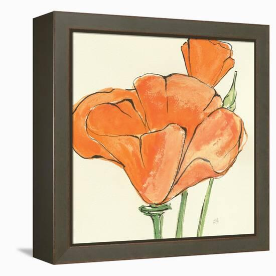 Sunshine Poppy IV-Chris Paschke-Framed Stretched Canvas