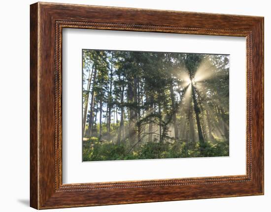 Sunshine streaming through trees, Juan De Fuca Trail, near Jordan River, Vancouver Island, British -Stuart Westmorland-Framed Photographic Print