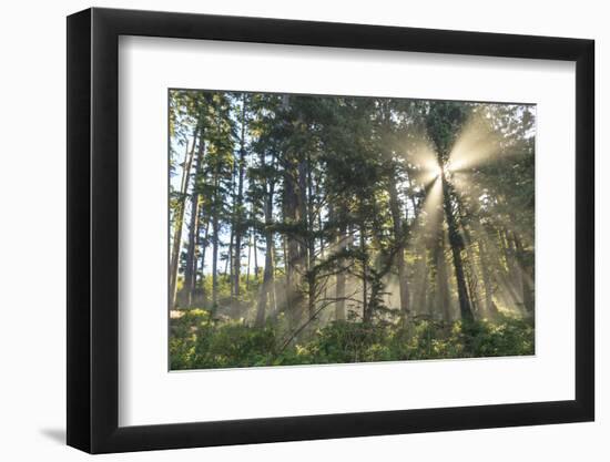 Sunshine streaming through trees, Juan De Fuca Trail, near Jordan River, Vancouver Island, British -Stuart Westmorland-Framed Photographic Print