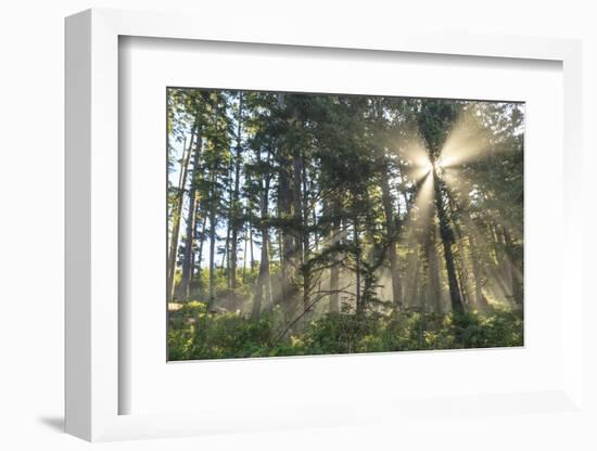 Sunshine streaming through trees, Juan De Fuca Trail, near Jordan River, Vancouver Island, British -Stuart Westmorland-Framed Photographic Print