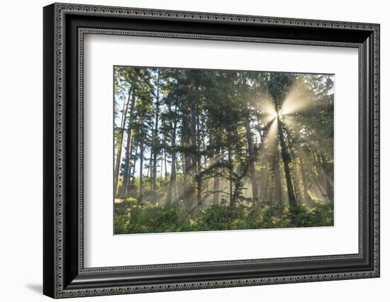 Sunshine streaming through trees, Juan De Fuca Trail, near Jordan River, Vancouver Island, British -Stuart Westmorland-Framed Photographic Print