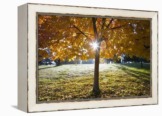 Sunshine Through a Fall Tree-Craig Tuttle-Framed Premier Image Canvas