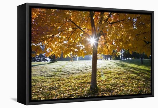 Sunshine Through a Fall Tree-Craig Tuttle-Framed Premier Image Canvas