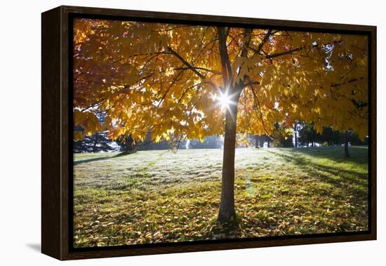 Sunshine Through a Fall Tree-Craig Tuttle-Framed Premier Image Canvas
