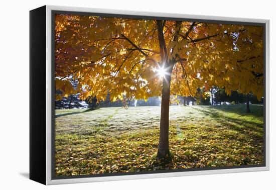 Sunshine Through a Fall Tree-Craig Tuttle-Framed Premier Image Canvas