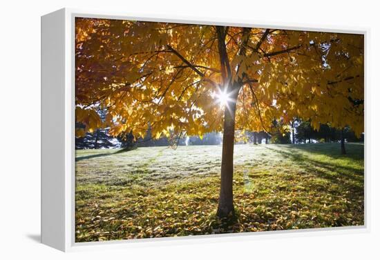 Sunshine Through a Fall Tree-Craig Tuttle-Framed Premier Image Canvas