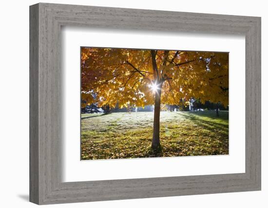 Sunshine Through a Fall Tree-Craig Tuttle-Framed Photographic Print