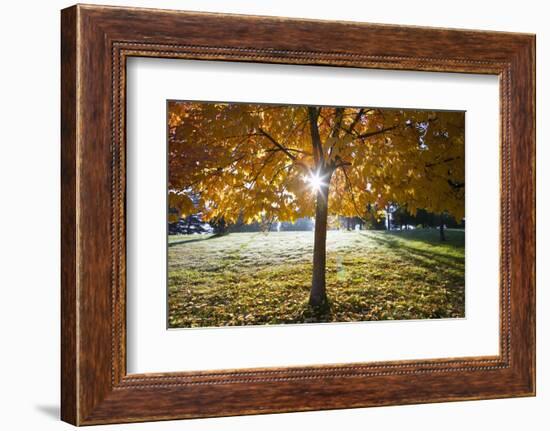 Sunshine Through a Fall Tree-Craig Tuttle-Framed Photographic Print