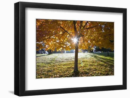 Sunshine Through a Fall Tree-Craig Tuttle-Framed Photographic Print