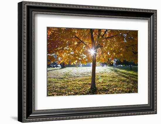 Sunshine Through a Fall Tree-Craig Tuttle-Framed Photographic Print