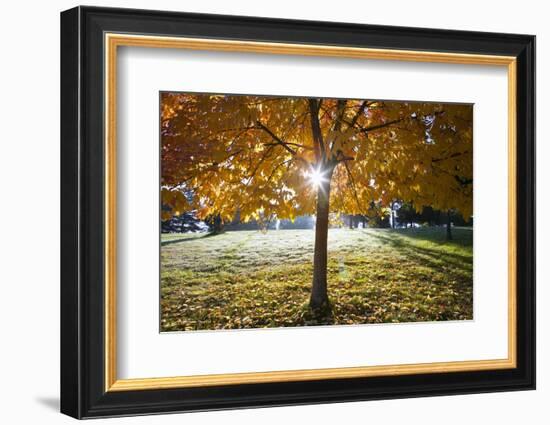 Sunshine Through a Fall Tree-Craig Tuttle-Framed Photographic Print