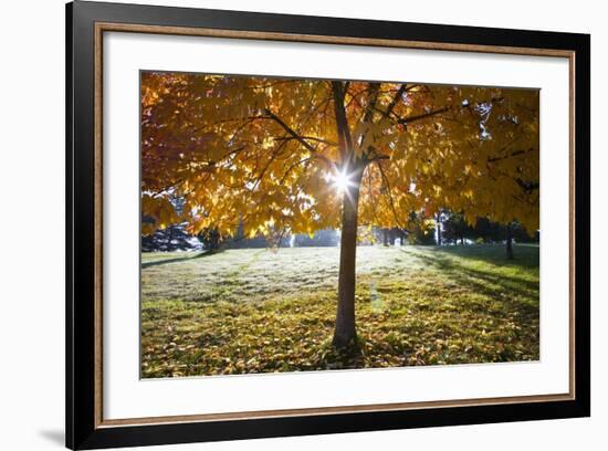 Sunshine Through a Fall Tree-Craig Tuttle-Framed Photographic Print