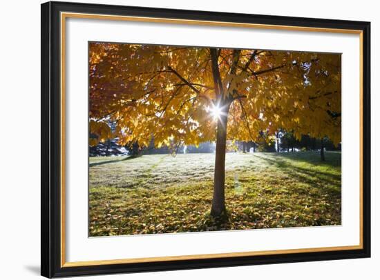 Sunshine Through a Fall Tree-Craig Tuttle-Framed Photographic Print