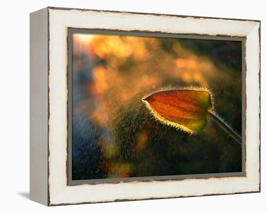 Sunshine Through the Rain-Tomer Yaffe-Framed Premier Image Canvas