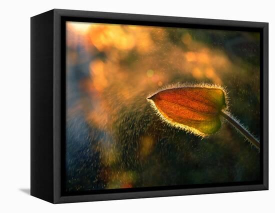 Sunshine Through the Rain-Tomer Yaffe-Framed Premier Image Canvas