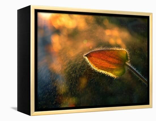 Sunshine Through the Rain-Tomer Yaffe-Framed Premier Image Canvas