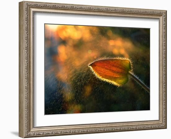 Sunshine Through the Rain-Tomer Yaffe-Framed Photographic Print