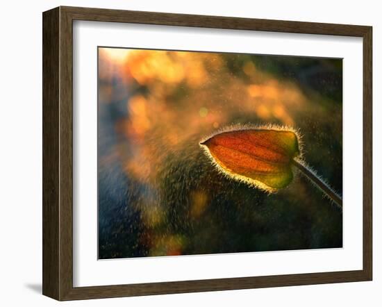 Sunshine Through the Rain-Tomer Yaffe-Framed Photographic Print