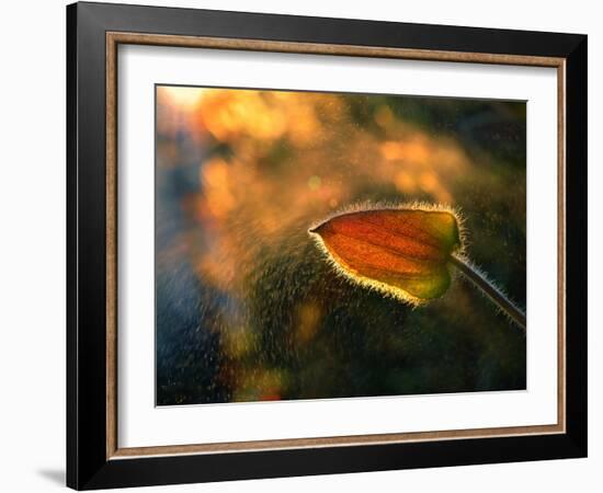 Sunshine Through the Rain-Tomer Yaffe-Framed Photographic Print