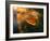 Sunshine Through the Rain-Tomer Yaffe-Framed Photographic Print