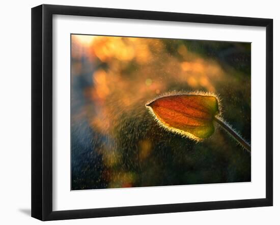 Sunshine Through the Rain-Tomer Yaffe-Framed Photographic Print