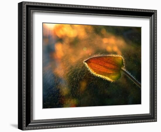 Sunshine Through the Rain-Tomer Yaffe-Framed Photographic Print