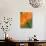 Sunshine Tulip-Ella Lancaster-Giclee Print displayed on a wall