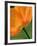 Sunshine Tulip-Ella Lancaster-Framed Giclee Print