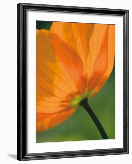 Sunshine Tulip-Ella Lancaster-Framed Giclee Print
