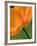 Sunshine Tulip-Ella Lancaster-Framed Giclee Print