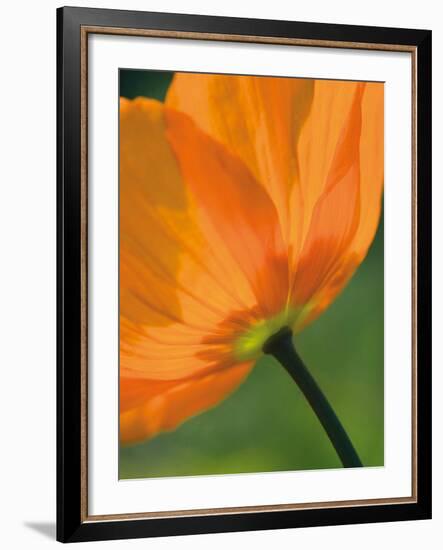 Sunshine Tulip-Ella Lancaster-Framed Giclee Print