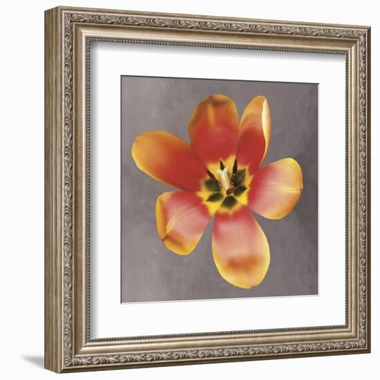 Sunshine Tulip-Erin Clark-Framed Art Print